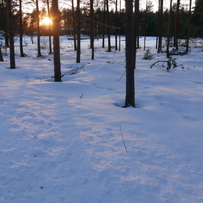 Magical snowy parks and forests in Finland at sundown