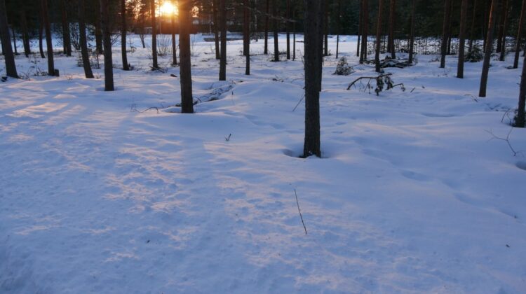 Magical snowy parks and forests in Finland at sundown